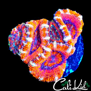 WHITE STRIPE ACAN MINI COLONY
