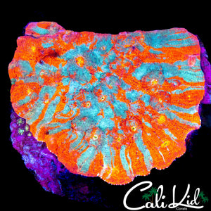 AMAZING PATTERN CHALICE COLONY LARGE