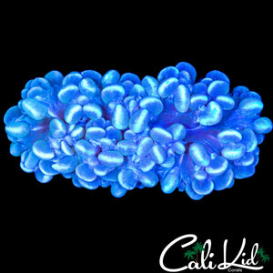GHOST BUBBLE CORAL