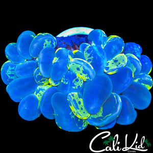 CRAZY SPLATTER BUBBLE CORAL