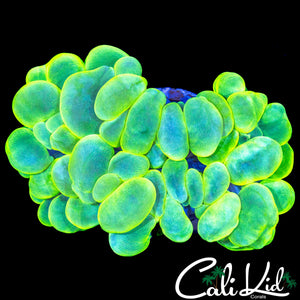 SUPER BRIGHT BUBBLE CORAL