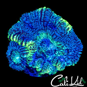 XL ASIAN ACAN DOUBLE