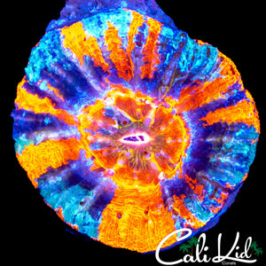 TRI COLOR WAR PAINT TYPE SCOLY