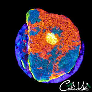 ULTIMATE RAINBOW CHALICE