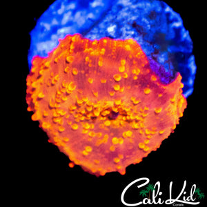 BUBBLY JAWBREAKER MUSHROOM