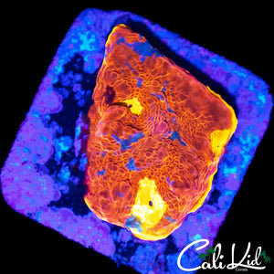 ULTIMARE RAINBOW CHALICE