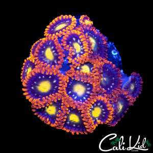 ASSORTED ZOA MINI COLONY