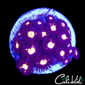 ULTRA ZOA MINI COLONY