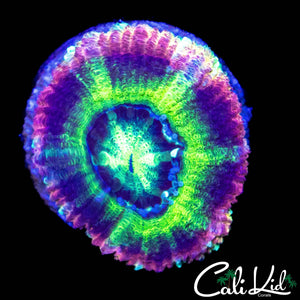 RAINBOW ASIAN ACAN