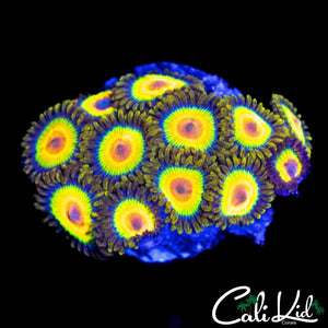 RASTA ZOA MINI COLONY