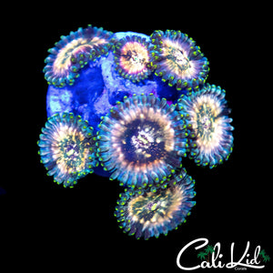SOUR PUNCH ZOA MINI COLONY