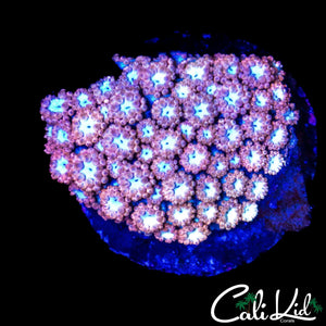 PINK PASSION ALVY