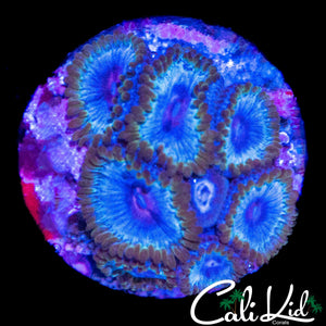 MIAMI VICE TYPE ZOA COLONY
