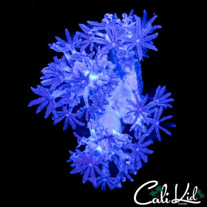PULSATING XENIA CHUNK