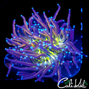 CK TIGER KNICKS TORCH