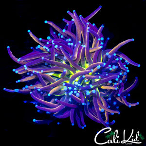 CK TIGER KNICKS TORCH