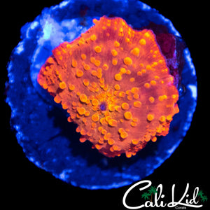 BUBBLY JAWBREAKER MUSHROOM