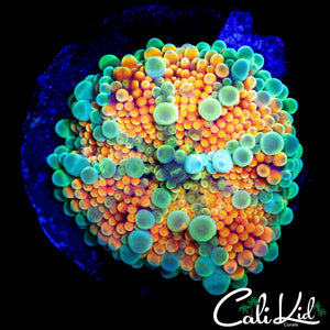 CK ACID TRIP MUSHROOM