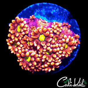 TEQUILA SUNRISE TYPE GONI