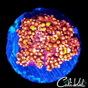 TEQUILA SUNRISE TYPE GONI