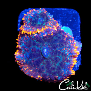 FIRE RIM RHODACTIS DOUBLE