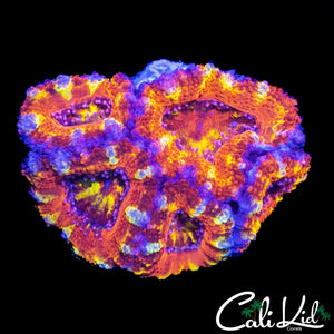 ULTIMATE RAINBOW ACAN MINI COLONY