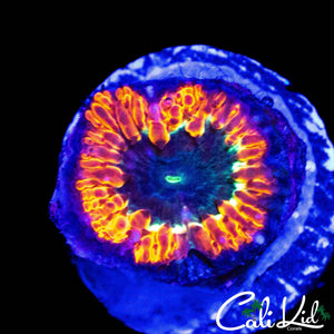 ULTIMATE INDO RAINBOW BLASTO