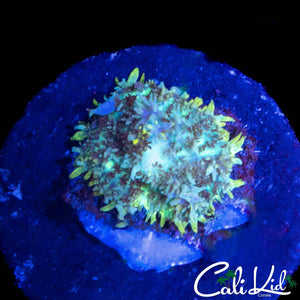 BABY BLUE BOUNCE MUSHROOM