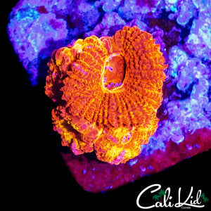 CK FLAMETHROWER ACAN QUAD