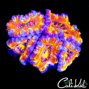 ULTIMATE RAINBOW ACAN MINI COLONY