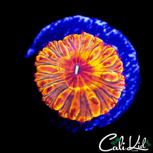 INDO RAINBOW RING BLASTO
