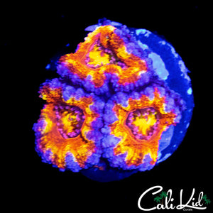 ULTIMATE RAINBOW ACAN TRIPLE