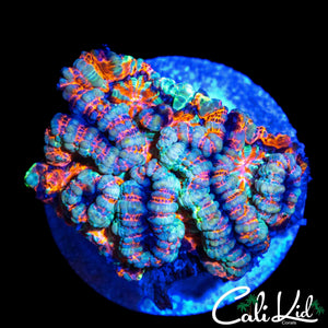 INSANE RAINBOW WILSONI CHUNK