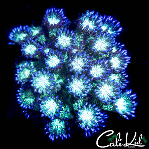 GLITTER BOMB GONI LARGE FRAG