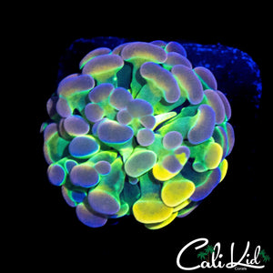 GRAFTED HOLOGRAM HAMMER