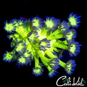 AQUACULTURED GLITTER TYPE GONI
