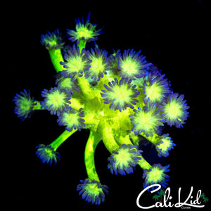 AQUACULTURED GLITTER TYPE GONI