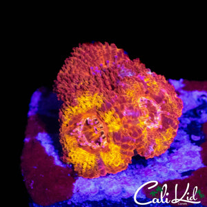 CK FLAMETHROWER ACAN TRIPLE