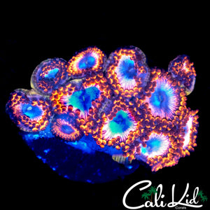 ASSORTED ZOA MINI COLONY