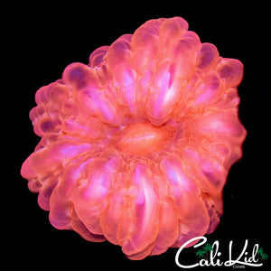 CHERRY BOMB CYNARINA