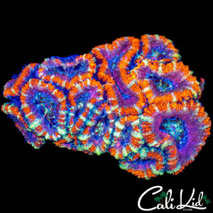 RARE PATTERN RAINBOW ACAN COLONY