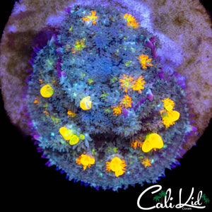 CK UNRELEASED BOUNCE MUSHROOM