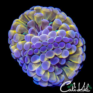 GOLDEN MORPH FRAMMER