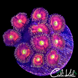 HYPER PINK ZOA MINI COLONY