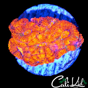 FRUIT STRIPE MICROMUSSA