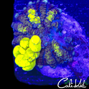 CK SUPER BUBBLE BOUNCE MUSHROOM