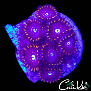 OG PURPLE HORNET MINI COLONY