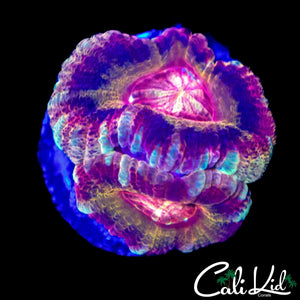 RAINBOW ASIAN ACAN DOUBLE