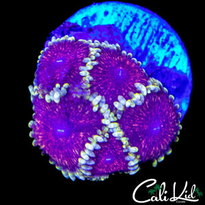 CK AOTP ZOA MINI COLONY