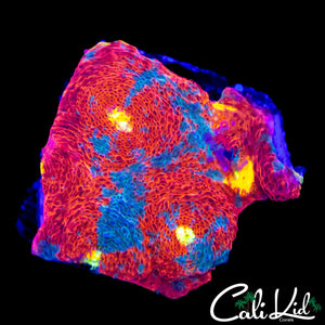 ULTIMATE RAINBOW CHALICE CHUNK